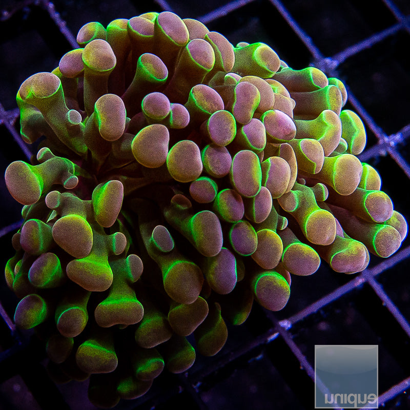 True UC Hologram Branching Hammer-WYSIWYG