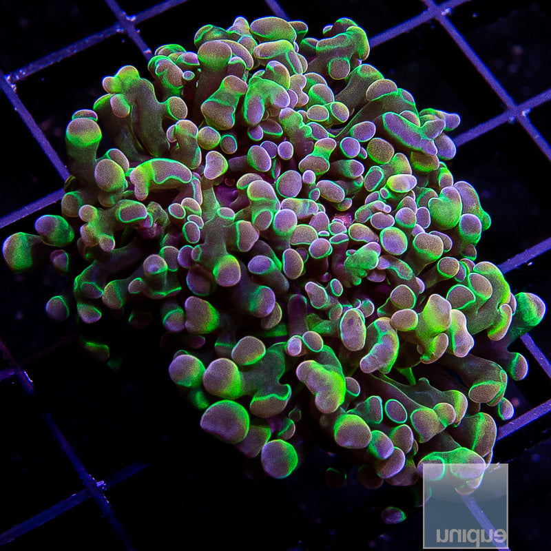 UC Purple Tip Branching Hammer Double Head -WYSIWYG