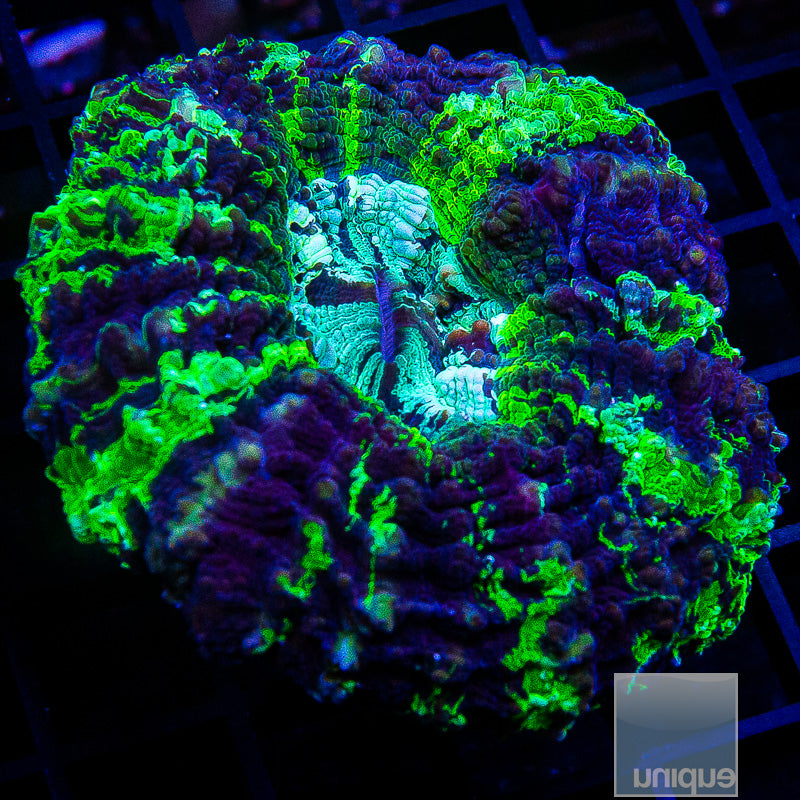 Striped Donut Coral-WYSIWYG