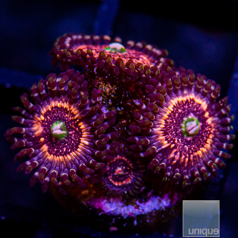 Pink Zipper Zoanthid-WYSIWYG