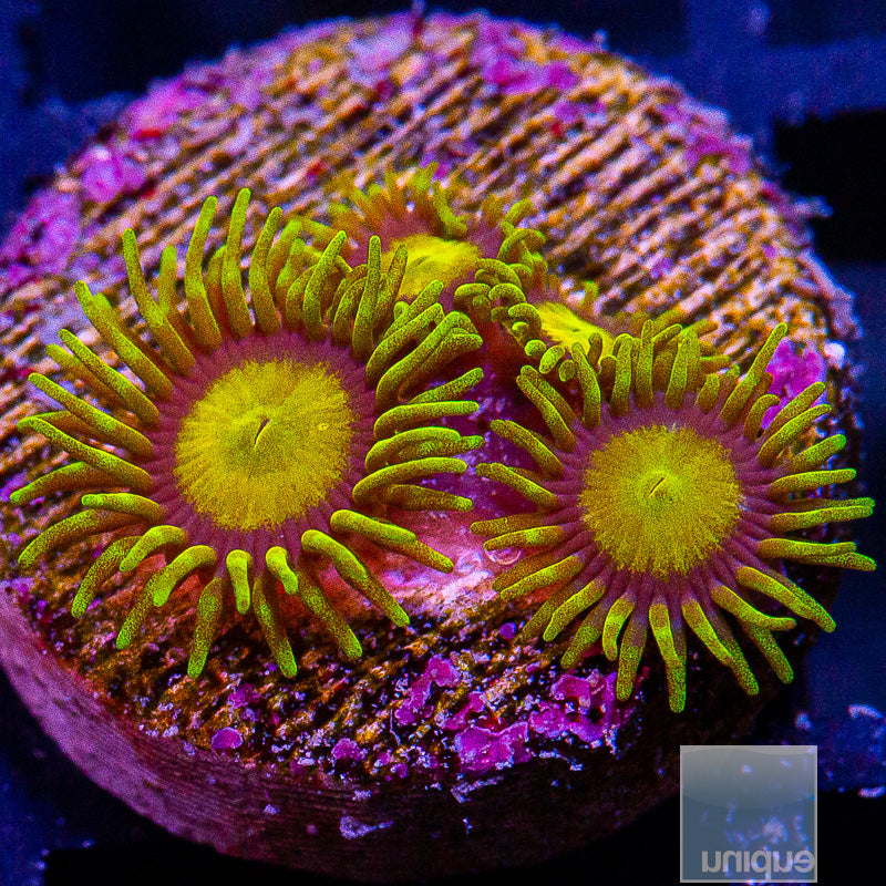 King Midas Zoanthid-WYSIWYG