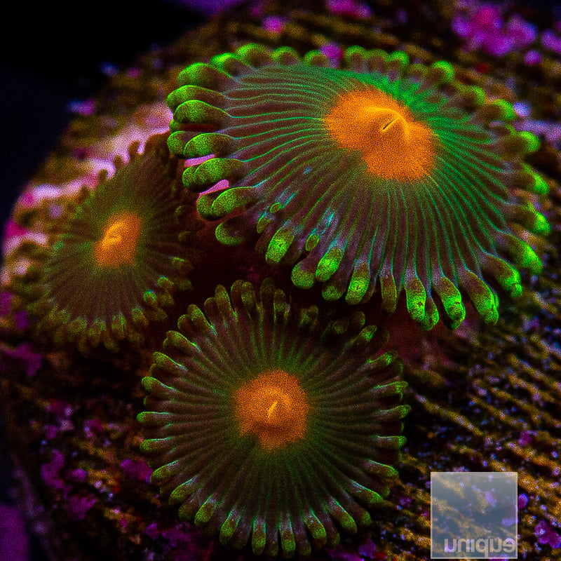 Orange Eye Zoanthid-WYSIWYG