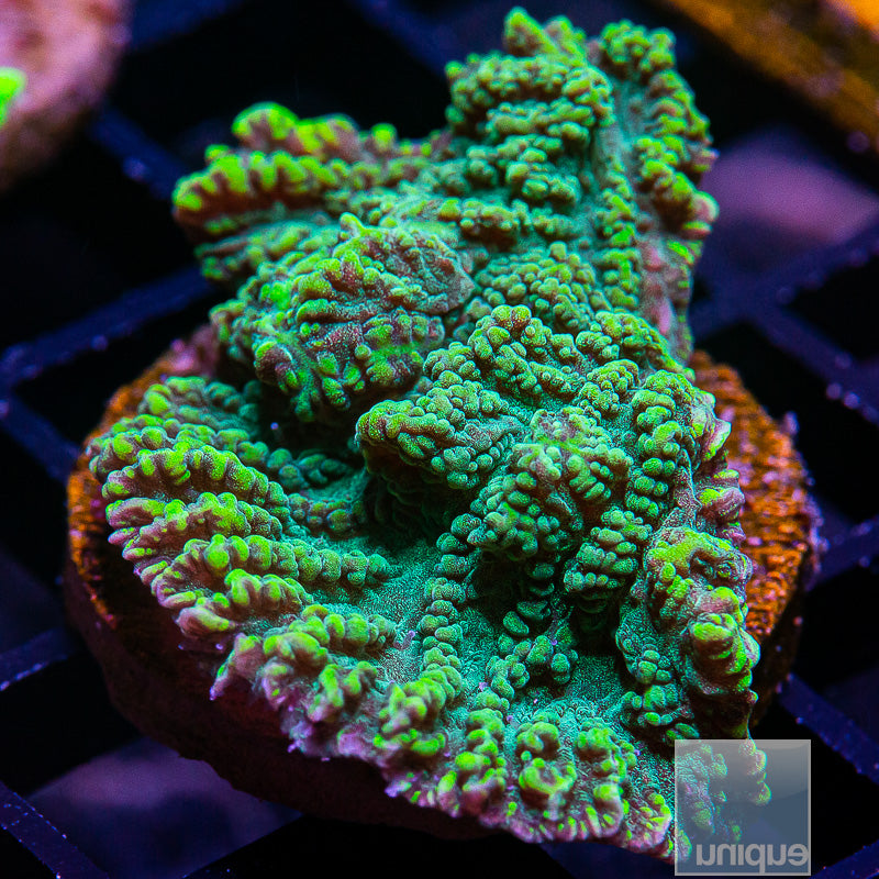 Green Merulina-WYSIWYG