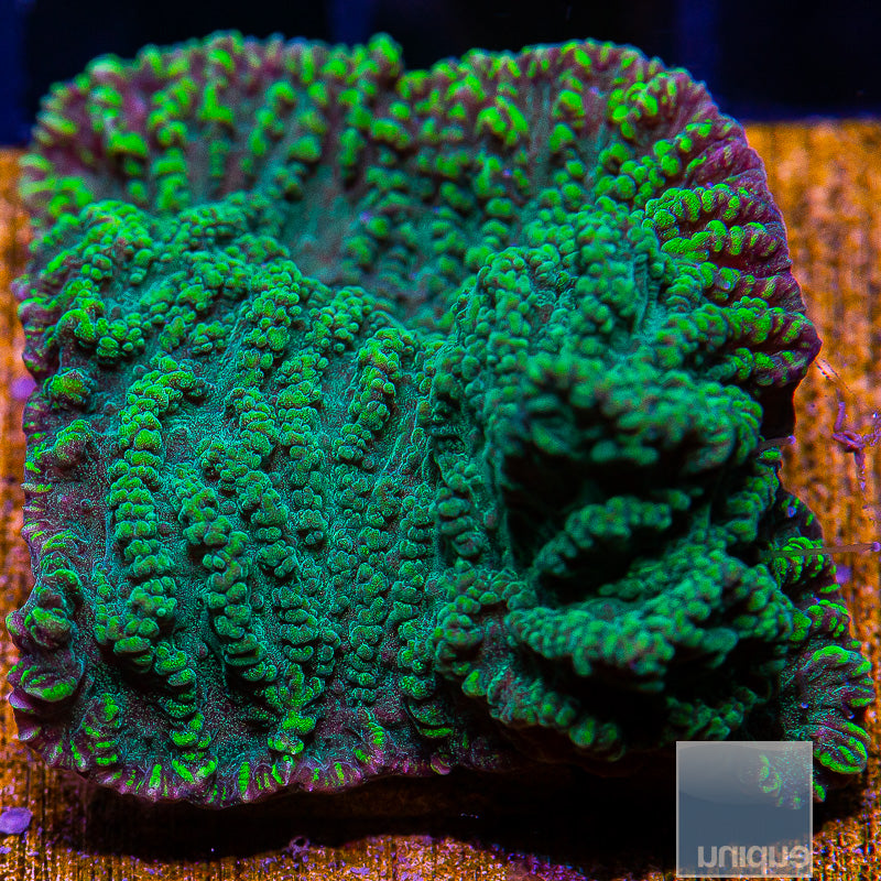 Green Merulina-WYSIWYG