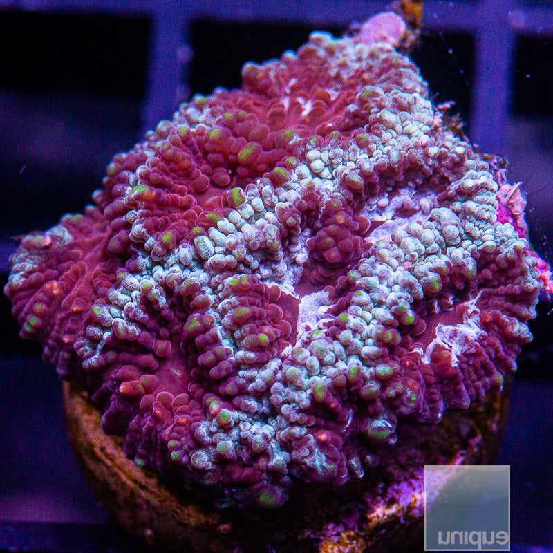 Burgundy Eye Favia-WYSIWYG