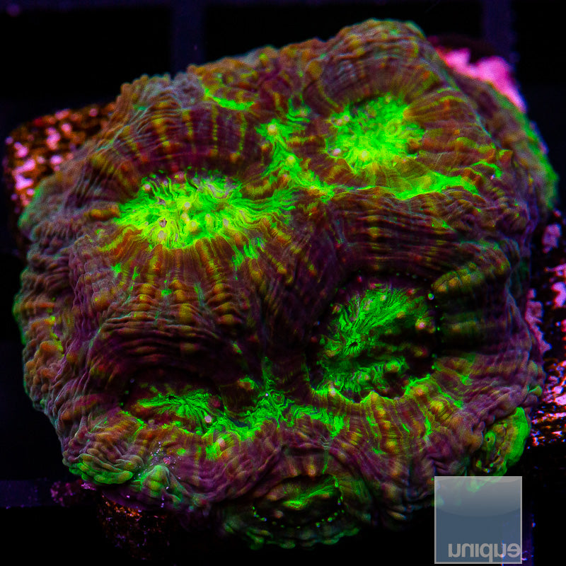 Neon Echinata-WYSIWYG