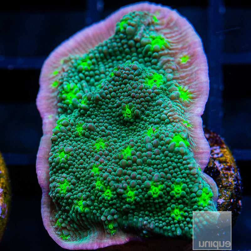 UC Hollywood Stunner Chalice-WYSIWYG