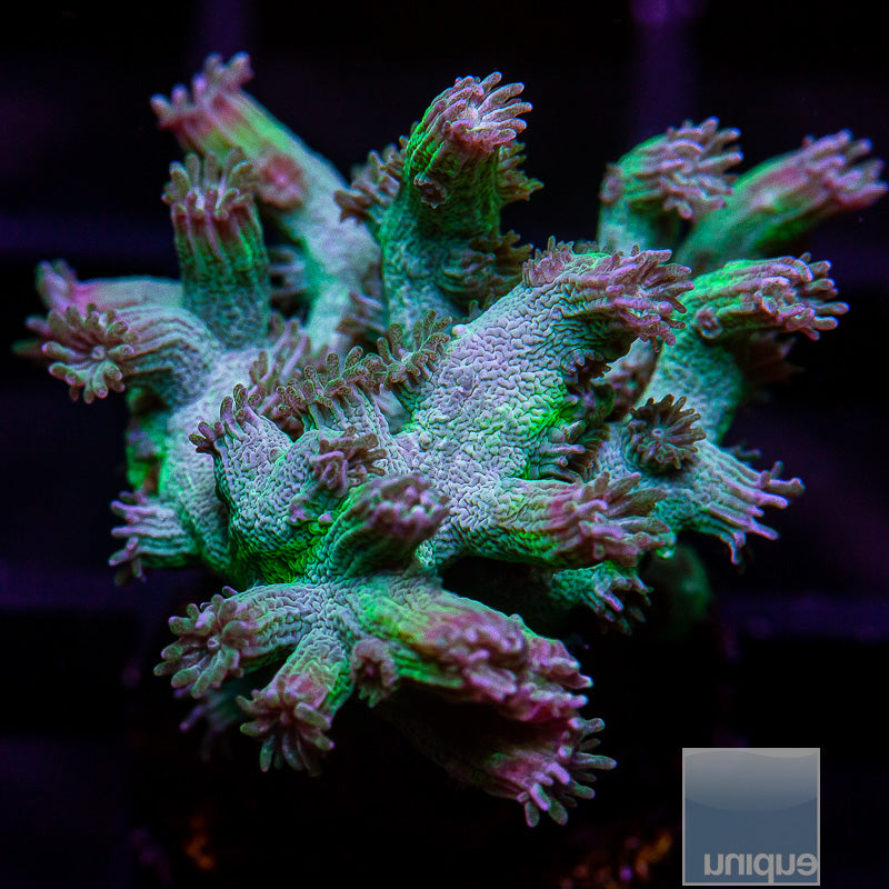 UC Eternal Branching Cyphastrea