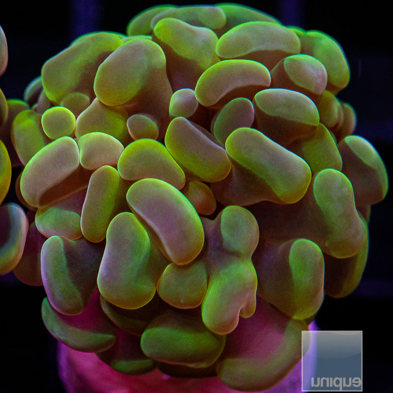 UC Gold Branching Hammer-WYSIWYG