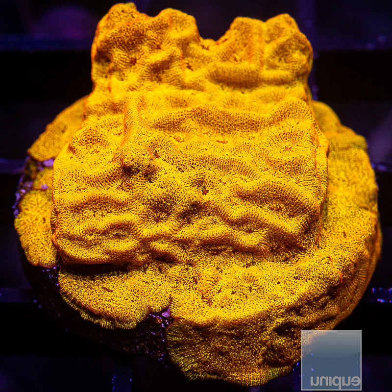 UC Bright Orange Leptoseris