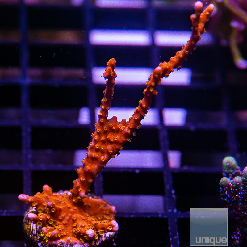 Manila Spy Large Frag-WYSIWYG