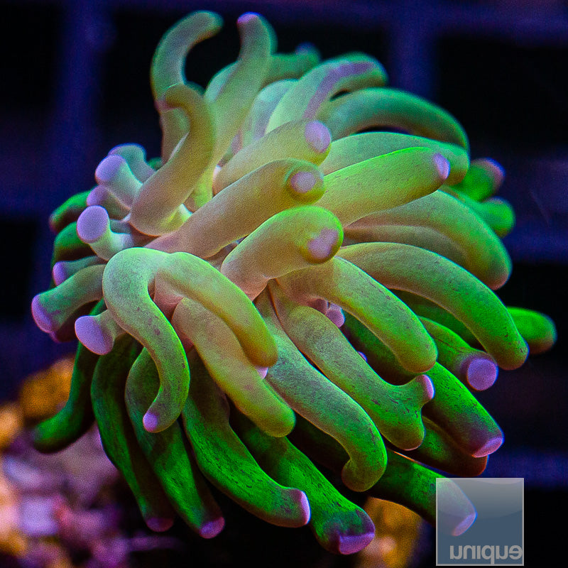 UC Purple Tip Branching Hammer-WYSIWYG