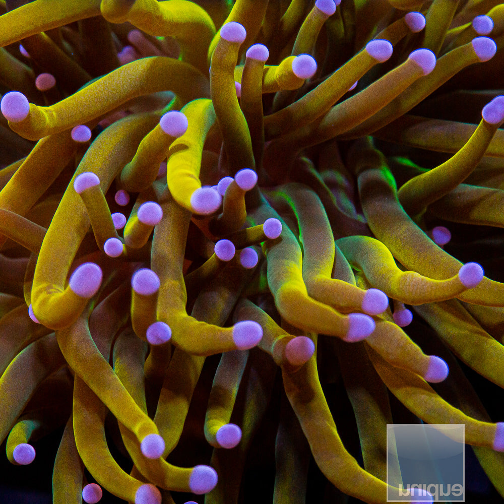 Dragon Tamer Single Head Stock Frag