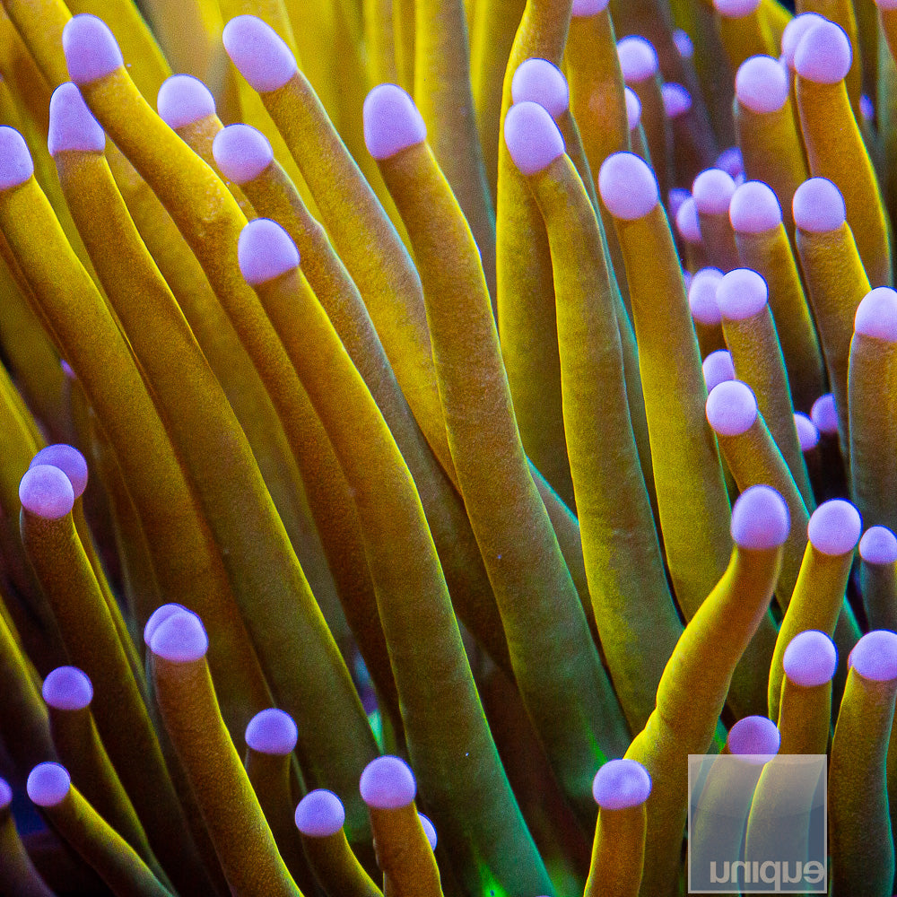 Dragon Tamer Single Head Stock Frag