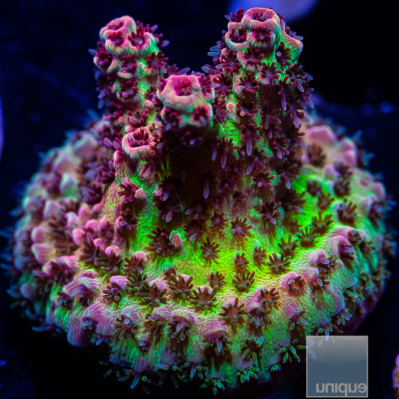 UC Red Planet Tabling Acro-WYSIWYG