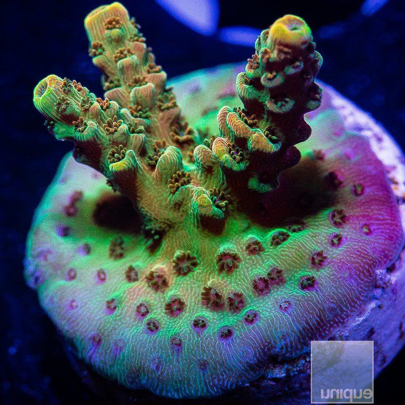 TSA Bill Murray-WYSIWYG