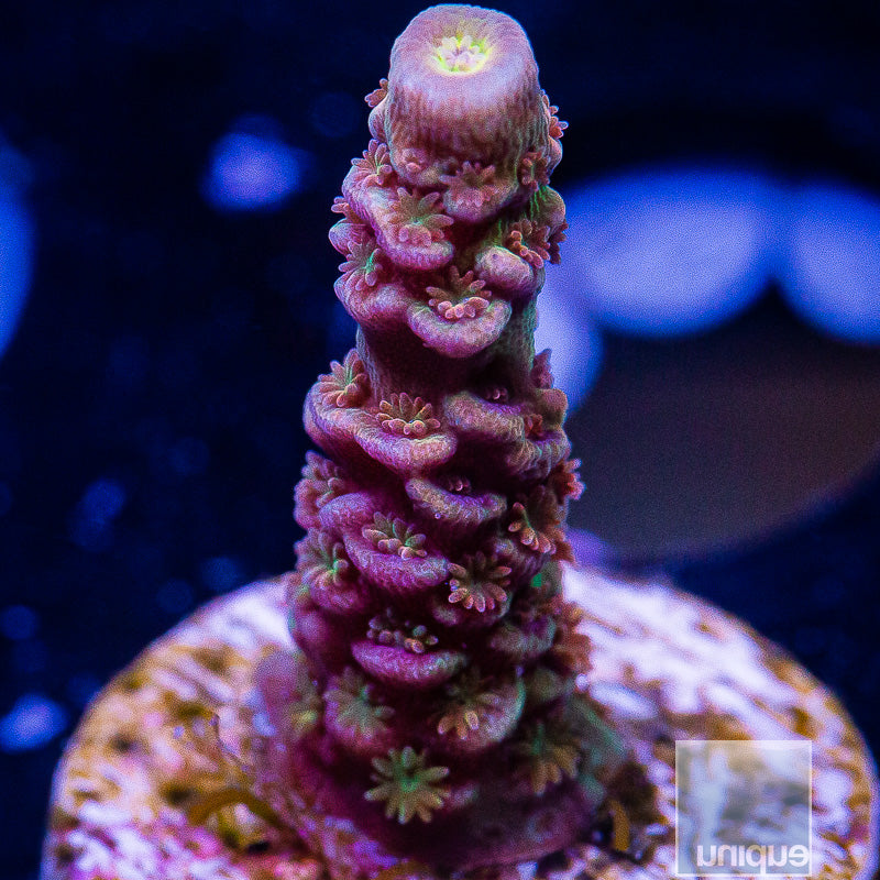 Purple Tenuis-WYSIWYG