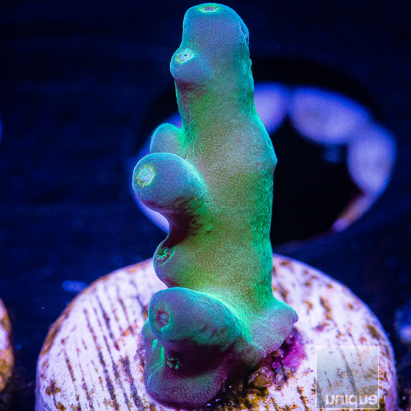 Peng's Blue Monster-WYSIWYG