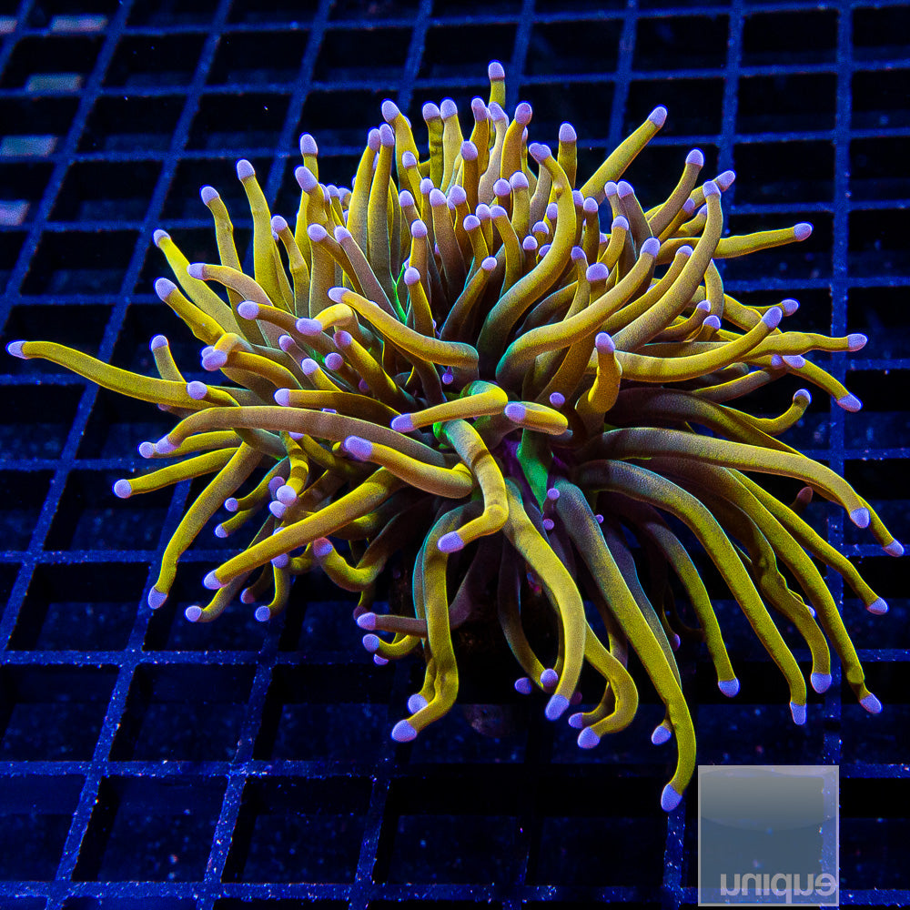 Dragon Tamer Single Head Stock Frag