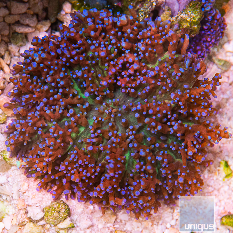 Purple Tonga Frilly mushroom 2" -WYSIWYG