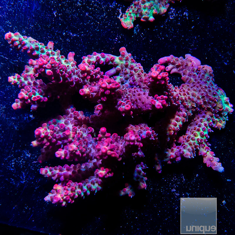 Aussie Strawberry Shortcake Colony-WYSIWYG