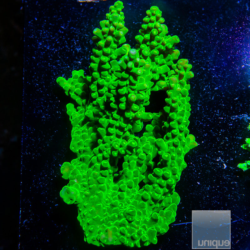 Aussie Acropora Colony-WYSIWYG