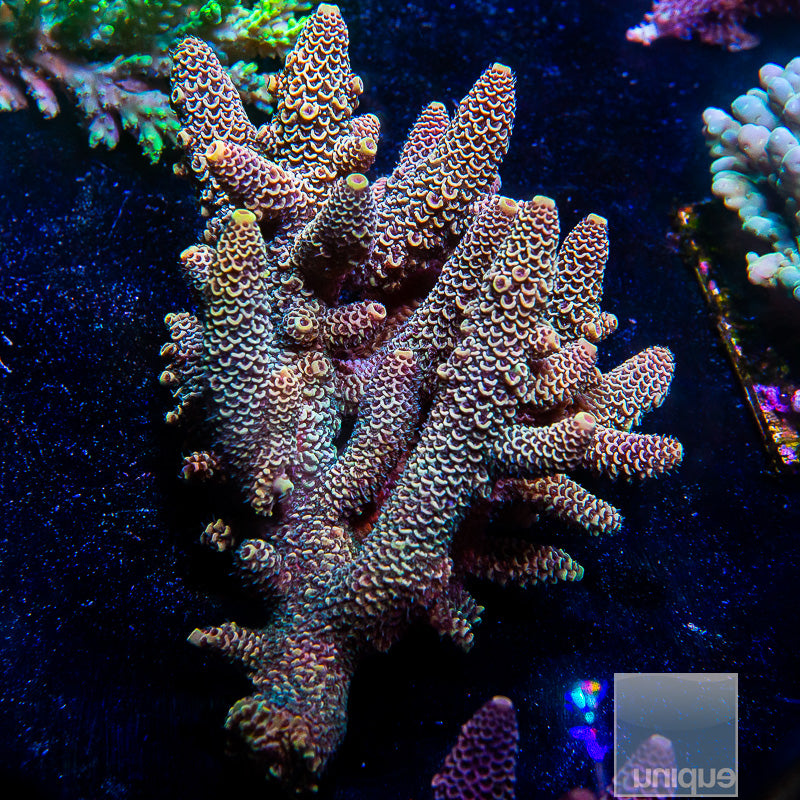 Aussie Spathulata Colony-WYSIWYG