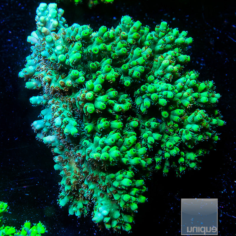 Aussie Aculeus Colony-WYSIWYG