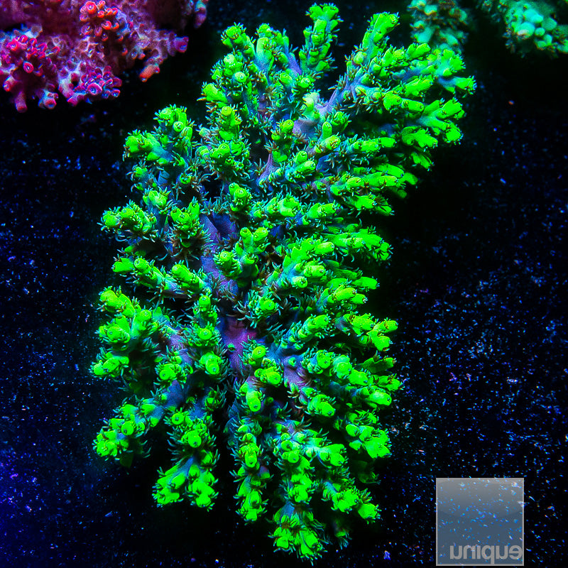 Aussie Aculeus Colony-WYSIWYG