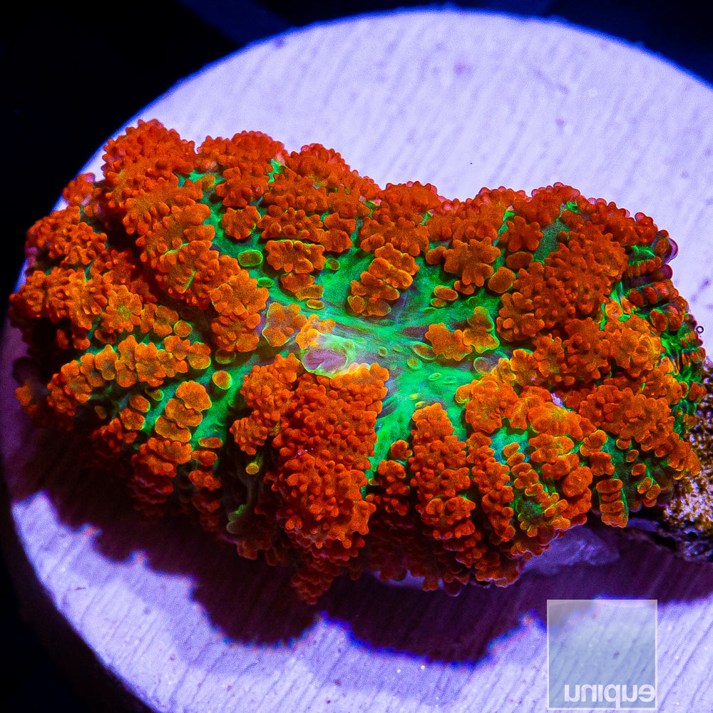 UC Forest Fire Rhodactis Mushroom- Stock Frag