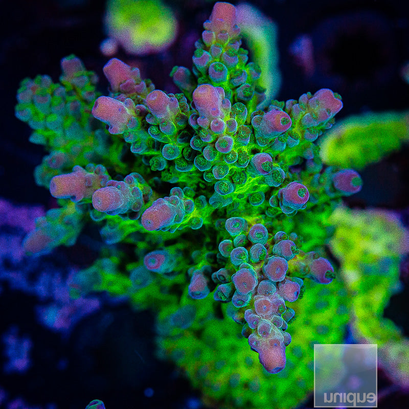 UC Incredible Hulk Large Frag-WYSIWYG