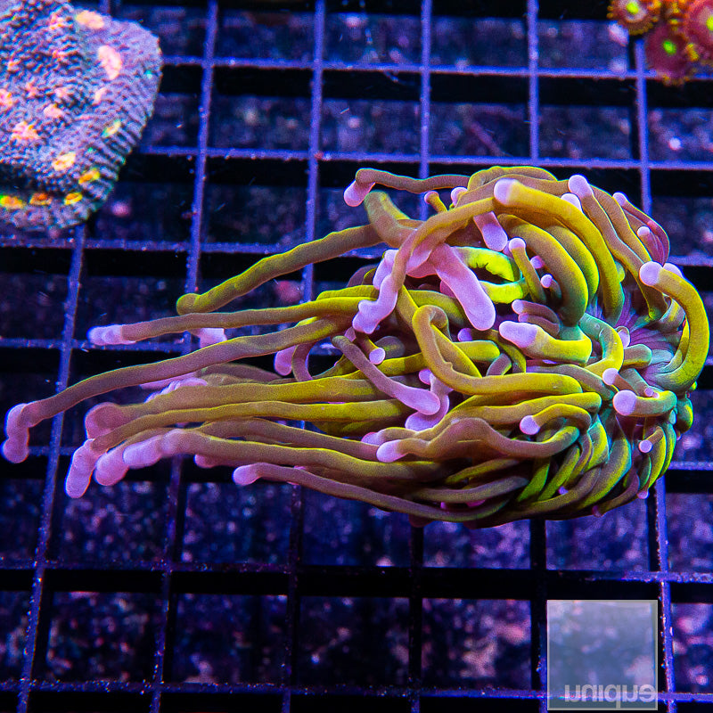 Dragon Tamer Torch-WYSIWYG