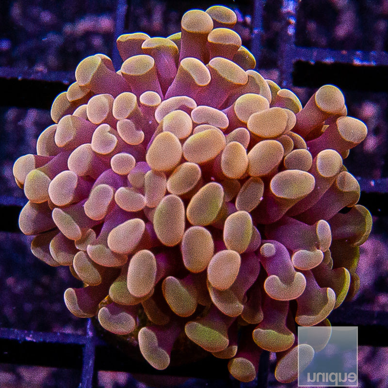 UC Peach Branching Hammer-WYSIWYG