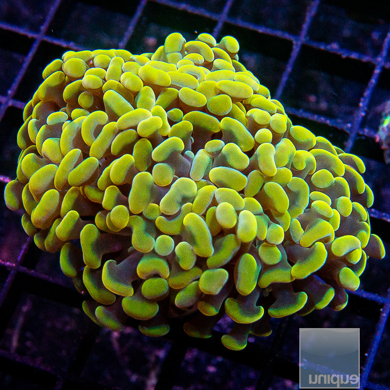 UC Gold Branching Hammer Double Head-WYSIWYG