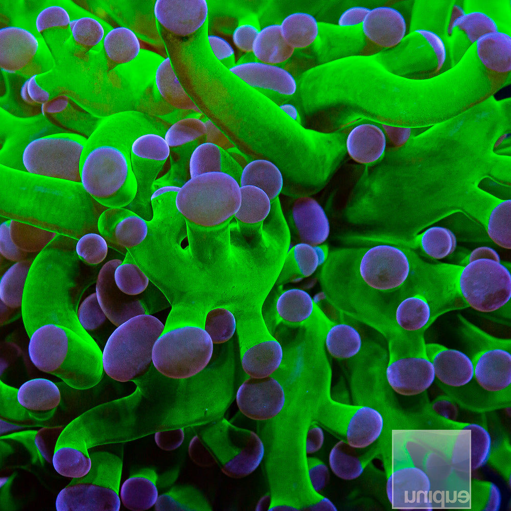 Purple Tip Frogspawn- Single Head Stock Item