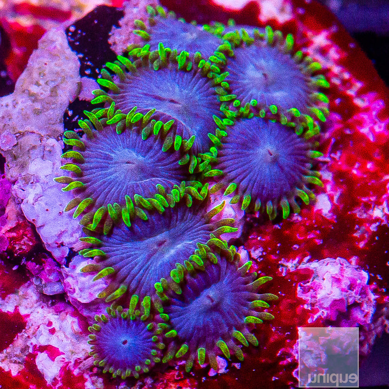 Green Goblin Zoanthid-WYSIWYG