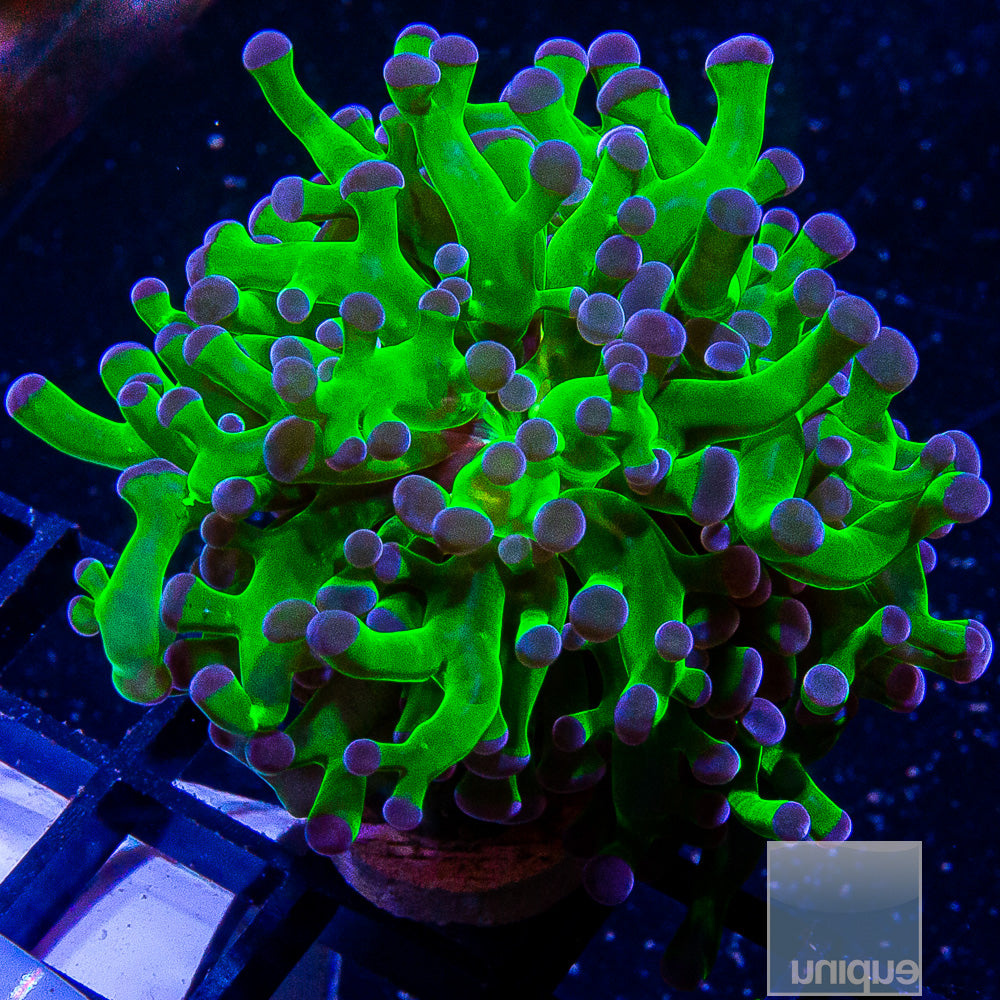 Purple Tip Frogspawn- Single Head Stock Item