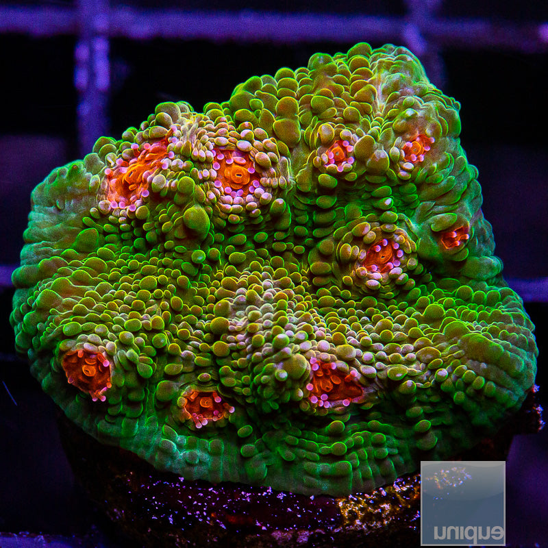 Mummy Eye Variant Chalice-WYSIWYG