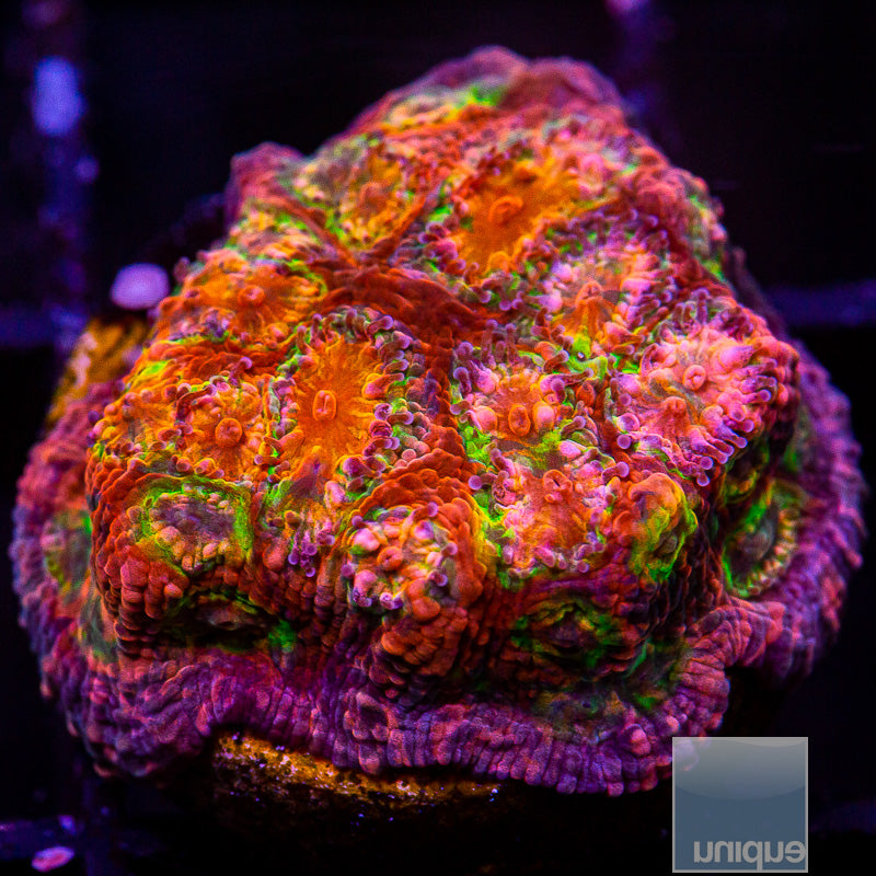 Rainbow Vivid Echinophyllia-WYSIWYG