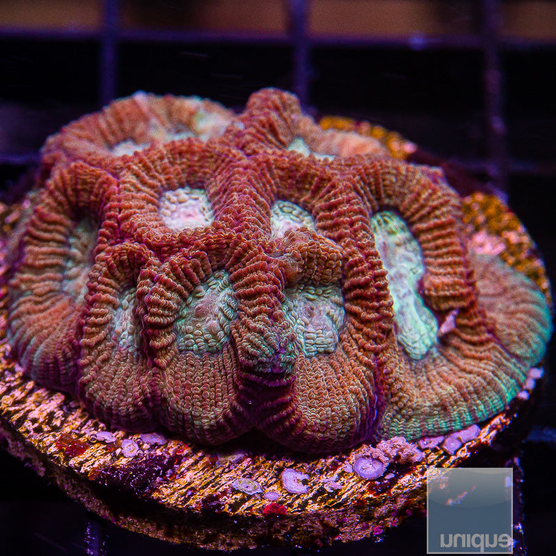 Circus Favia-WYSIWYG