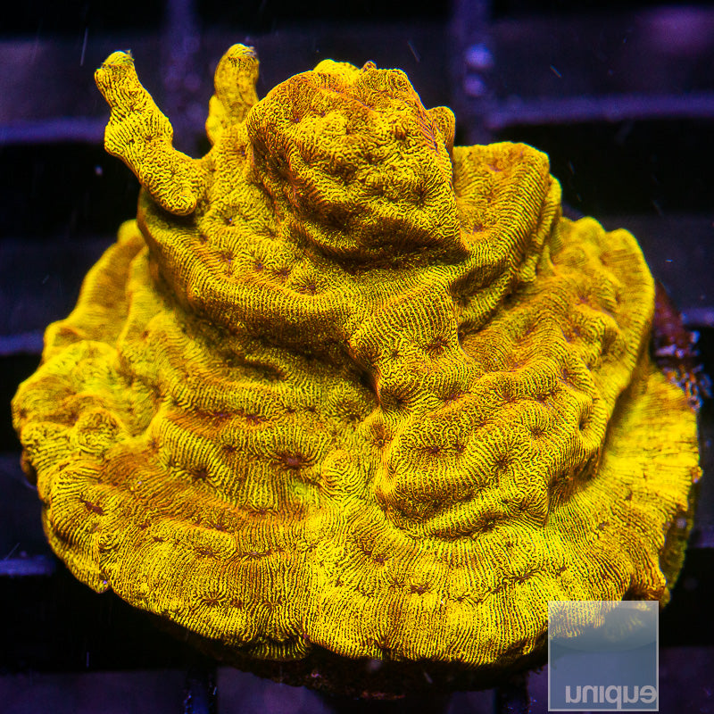 Bright Leptoseris-WYSIWYG