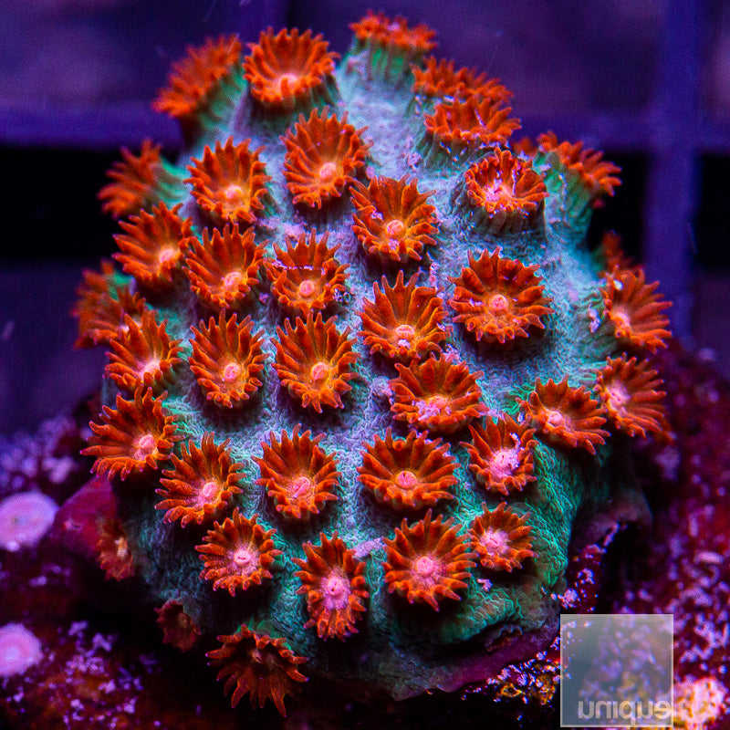 Meteor Shower Cyphastrea-WYSIWYG