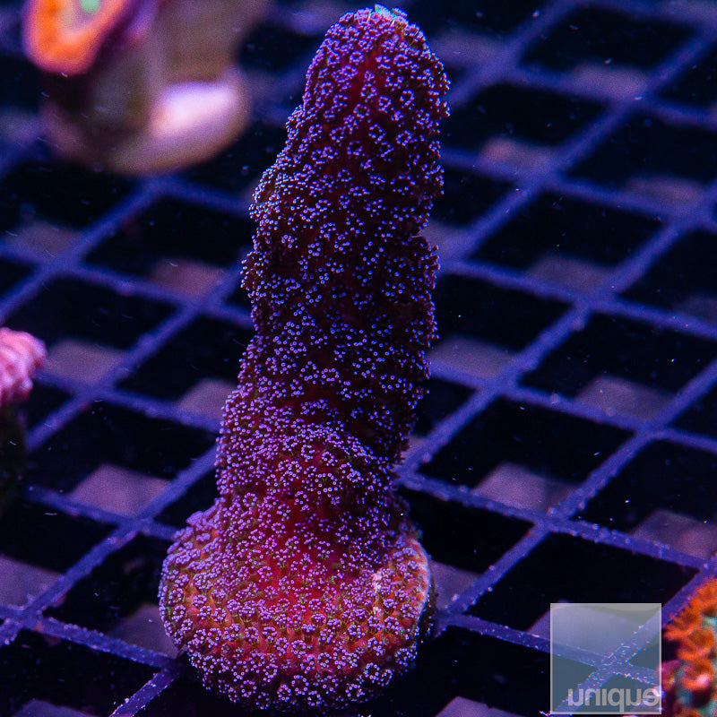 UC Milka Stylo-WYSIWYG