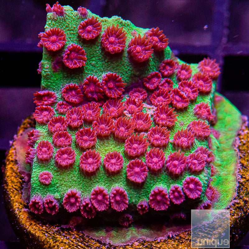 Jingle Bells Cyphastrea-WYSIWYG