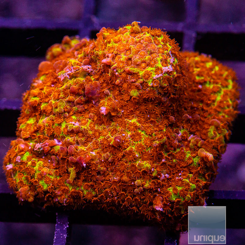 JF Burning Banana Stylo-WYSIWYG