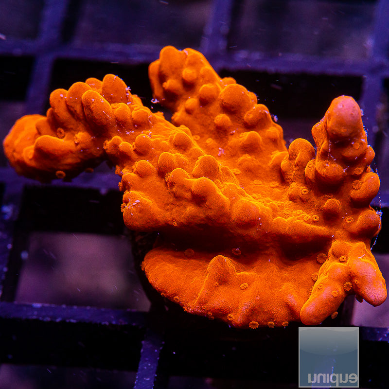 Orange Setosa-WYSIWYG