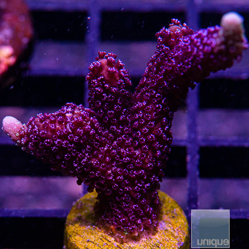 UC Purple Montipora digi-WYSIWYG