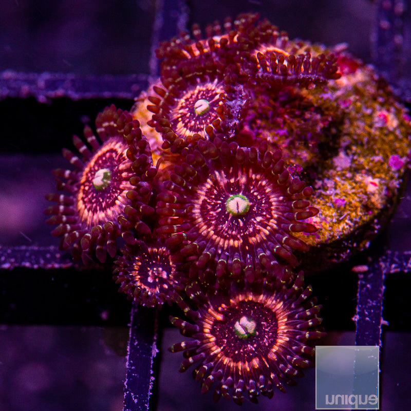 Pink Zipper Zoanthid-WYSIWYG