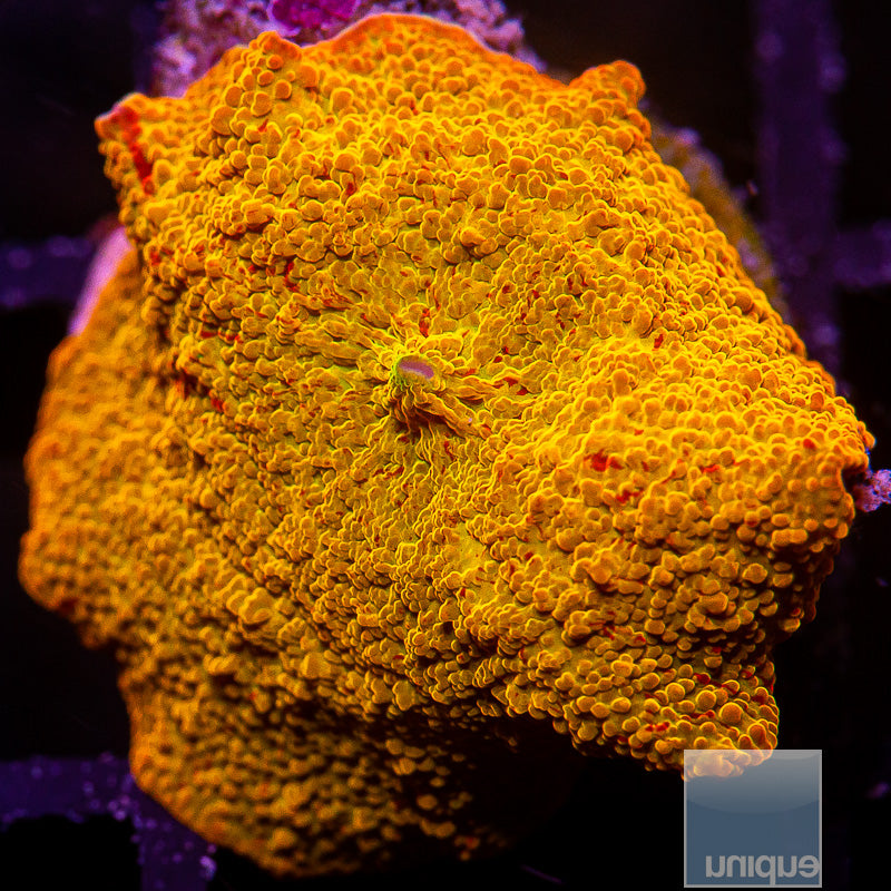 UC Burnt Orange Jawbreaker-WYSIWYG