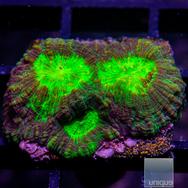 Neon Eye Favia-WYSIWYG